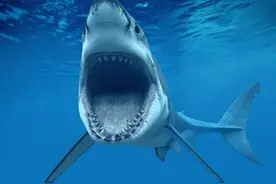 海洋巨兽——大白鲨，进化完美的掠食者，遇到虎鲸变鲨凋图片