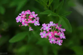 60岁单身男人还需要女人吗？3个过来人说的话，既现实又无奈图片