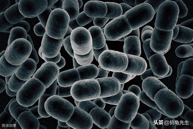 辟谣：水草不能代替硝化细菌处理鱼缸氨氮？其实水草除氨效果更好