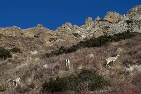 珠穆朗玛峰环境恶劣，强悍动物却能在这里自由生活，还能飞过峰顶图片