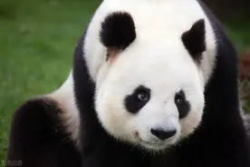 国宝迷惑行为，大熊猫冬季最爱的运动：HMR图片