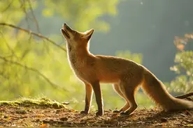 狐狸养殖常见的疾病，以及防治技术，你了解多少图片