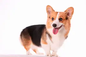 为什么六畜里，人类最喜欢狗？图片