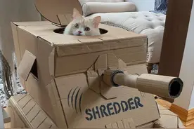 呆萌猫咪坦克部队申请出战图片