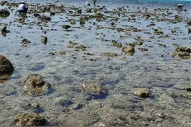 赶海，收获还可以图片