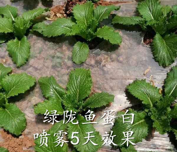 鱼蛋白神乎其神，到底是个什么鬼？与其他肥料的区别是什么？