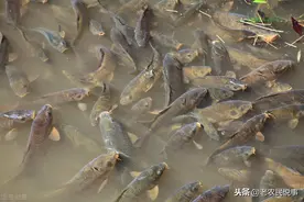 吃粪便就能长大，臭水沟中很常见，曾经大量养，现在却变成垃圾鱼图片
