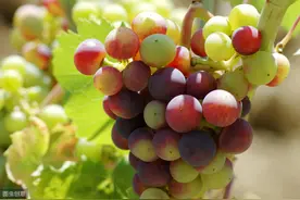 优质葡萄秋冬季管理技术，做好以下主要工作，保障葡萄的质量图片