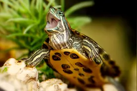 晒台对乌龟有多重要？养乌龟怎么选晒台？龟友们需要知道图片