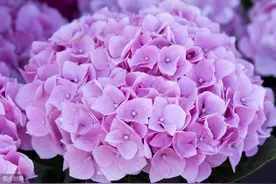 4月养绣球花，避开4“忌”，花苞快速膨大，初夏就开花图片