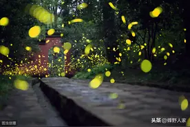 蜜蜂钻到头发里和耳朵里该怎么办？利用蜜蜂嗅觉灵敏轻松解决图片