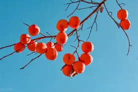 摘柿子的时候，为何总是要在树顶留几个柿子不摘，有何寓意图片