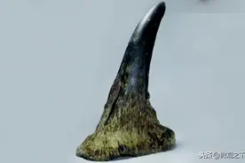 教你几招，轻松辨别犀角制品真伪，以后不会再上当受骗了图片