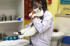 猫咪称体重，还试图弓着背减轻体重：别挣扎了，接受现实吧图片