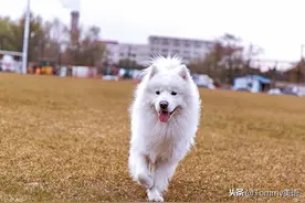 15秒记一个单词（第2882个）soft图片