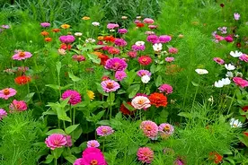 花无百日红？那你可能需要来认识一下百日菊（笔者亲测）图片