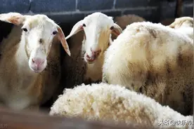 总结养羊10条，新手养好羊的关键图片