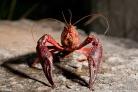 养虾大半年，赚了20000块，今年的行情真糟糕图片