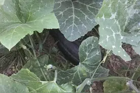 过了7月，再吃要等到明年，一次存10斤，随吃随取方便，味道鲜美图片