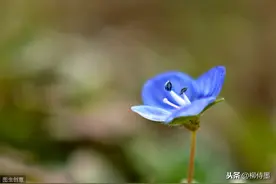 被誉为是“花卉蓝精灵”的婆婆纳怎么拍？摄影师说：用这3个技巧图片