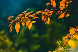 诡语娜娜句集：万事万物自有规律，相生相克自有属性图片