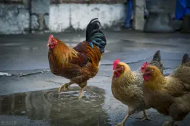 鸡混感呼吸道病的防治图片