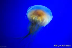 潮汕沿海“水母”趣谈图片