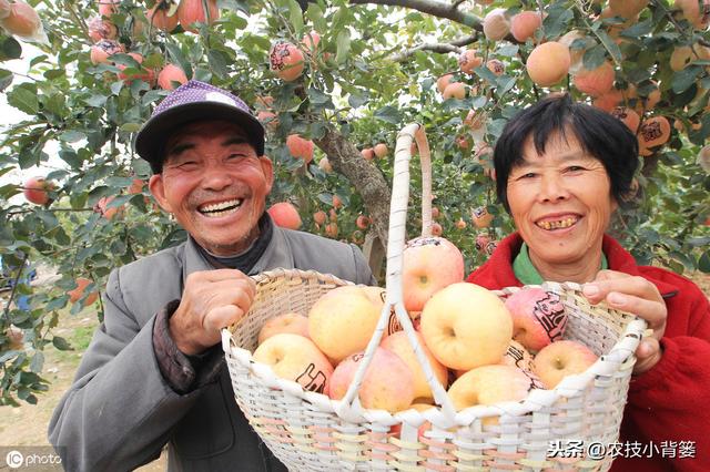 如何提高苹果花芽分化的的数量和质量？这六个技术要点要明确