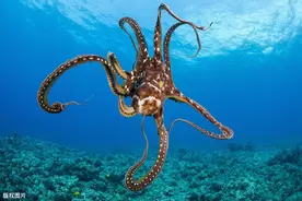 巨型的八爪鱼，打算怎么吃？图片