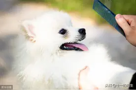 狗的身体需要哪些营养？不同年龄段、不同时期的狗应该如何喂养？图片