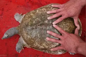 农村家庭喜欢收集老鳖盖儿，村里也时不时有人收，甲鱼壳有啥用？图片