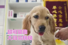 狗狗被主人踹怕了，听到点动静就立马往椅子底下钻图片
