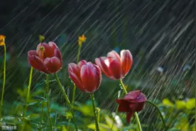 我在风雨中，孤独也没有归途图片