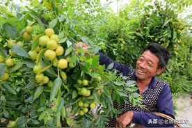 农村俗语：“门前种‘双枣’，‘穷神’不打扰”，是啥意思？图片