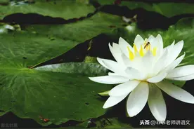 2020年中考语文真题：辽宁省阜新市初中毕业语文考试题及答案图片