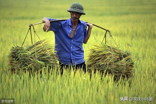 既能防治病害又能促长增产，这个肥药配方花钱不多但效果就是好