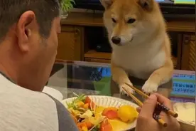 主人吃饭被“饿势力”盯着，但狗狗等到睡着都吃不到一口图片
