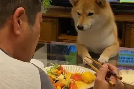 主人吃饭被“饿势力”盯着，但狗狗等到睡着都吃不到一口图片