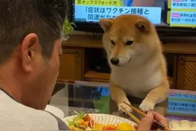 主人吃饭被“饿势力”盯着，但狗狗等到睡着都吃不到一口图片