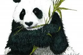 大熊猫是熊？物种分类争论上百年，至今无定论图片