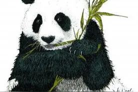 大熊猫是熊？物种分类争论上百年，至今无定论图片