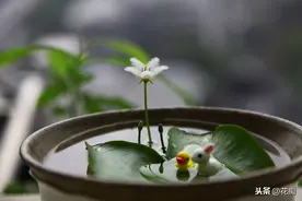 家里养鱼，鱼缸里放上这几种草，漂亮又能净化水质图片