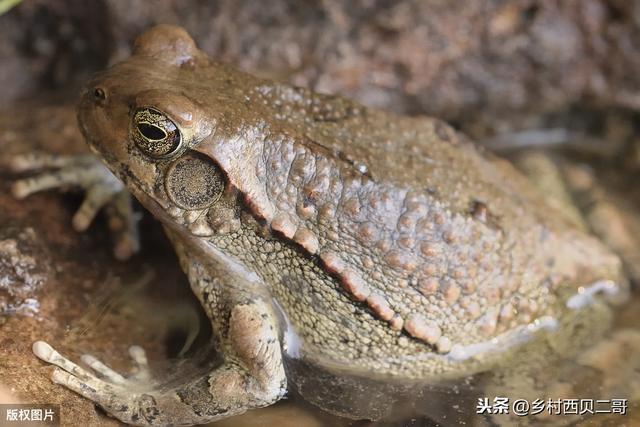 牛蛙的人工高效养殖技术