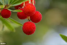 梅子、木瓜、大蒜、辣椒、芫荽、盐、糯米饭，闻所未闻的食物求爱图片
