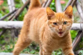 寻猫记2——两个月的小橘猫：我超凶der图片