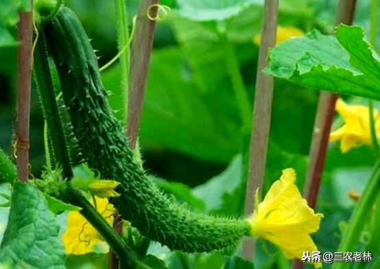 黄瓜喷醋的最佳时间，什么时候多久喷醋最好？掌握正确方法可高产