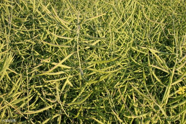 养鸡常用的植物蛋白质饲料有哪些？本文为您介绍7种！