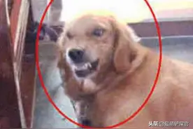 金毛龇牙咧嘴要咬人，女孩上去一巴掌，接着金毛的表情亮了图片