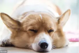 又有一地公布“禁养犬名录”，中华田园犬让网友炸锅了图片
