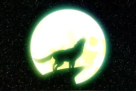 老人与孤狼的真实故事：报恩的孤狼「民间故事」图片